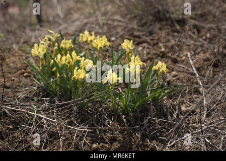 Wilde Gelbe Schwertlilien im Garten Stockfoto