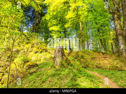 Schöner Frühling Waldlandschaft mit im Bereich der Mühle Stein- und Eishöhlen und Buche in der Vulkaneifel bei Roth, Gerolstein Deutschland Stockfoto