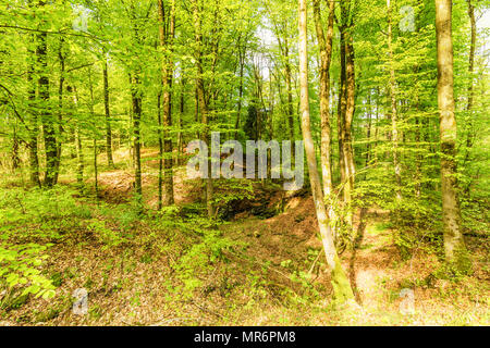 Schöner Frühling Waldlandschaft mit im Bereich der Mühle Stein- und Eishöhlen und Buche in der Vulkaneifel bei Roth, Gerolstein Deutschland Stockfoto