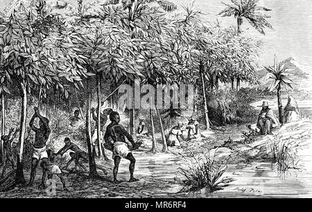 Kupferstich mit der Darstellung der Ernte von Kakao in Mexiko. Der größere Bäume in den Plantagen sind Bananen, die gepflanzt sind die kakaobäume Schatten zu. Vom 19. Jahrhundert Stockfoto