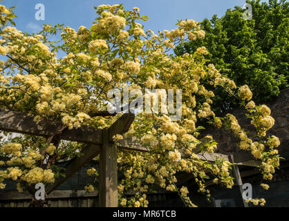 Rosa banksiae lutea, Lady Banken Rose, eine kräftige gelbe Kletterrose Gelb banksian Rose, Stachellosen semi-Evergreen. Stockfoto