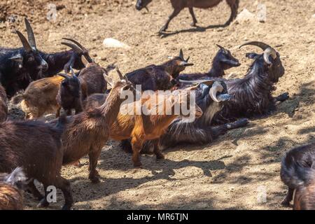 Wilde Ziegen in Tiflis Zoo, Fauna. Stockfoto