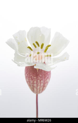 Meer Campion, Silene uniflora, wachsen hinter Chesil Beach in der Nähe der Isle of Portland. Meer Campion ist ein Salztoleranten Pflanzen und kann auf ro gefunden werden Stockfoto