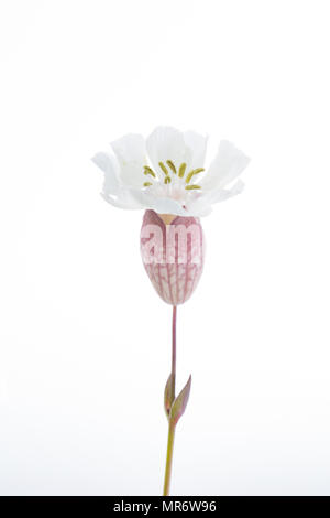 Meer Campion, Silene uniflora, wachsen hinter Chesil Beach in der Nähe der Isle of Portland. Meer Campion ist ein Salztoleranten Pflanzen und kann auf ro gefunden werden Stockfoto
