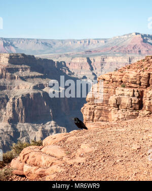 Krähe stehen am Rand des Grand Canyon Stockfoto