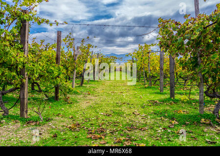 Bunte Weinberge Landschaft im Herbst Saison. Braun Weinblätter haben auf den Boden gefallen. Blauen bewölkten Himmel Stockfoto