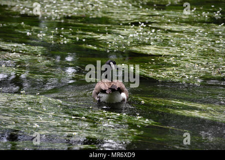 Kanada Gans an einem Fluss voller grüne Algen mit weißen Blumen, Bayern, Deutschland Stockfoto