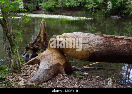 Baum am Fluss von Biber, Bayern gefällt, Deutschland Stockfoto