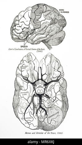 Kupferstich mit der Darstellung eines menschlichen Gehirns. Top: Diagramm der Lokalisation der kortikalen Zentren. Unten: Nerven und Arterien. Vom 20. Jahrhundert Stockfoto