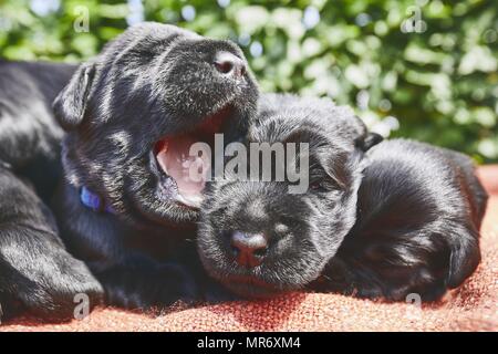 Neugeborene der Hund (10 Tage alt). Welpen Geschwister reinrassiger Schnauzer liegen auf Decke. Stockfoto