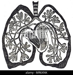 Diagramm der Zirkulation des Blutes als nach William Harvey's Arbeit verstanden, die die Kleinen Kreislauf (LUNGENKREISLAUF). Vom 19. Jahrhundert Stockfoto