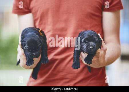 Neugeborene der Hund. Mann, der zwei Welpen von reinrassigen Schnauzer. Stockfoto