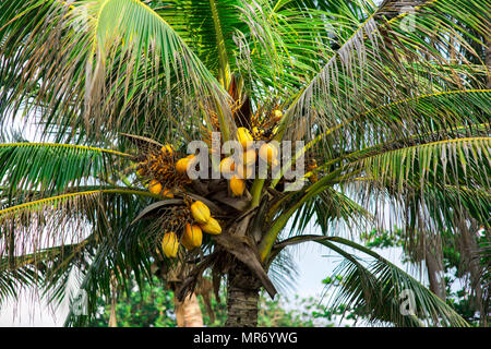 Frische Kokosnüsse auf schönen Palme Stockfoto