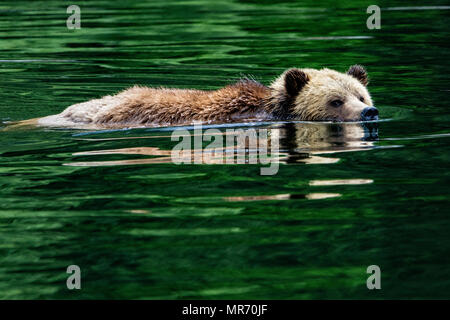 Grizzly Bär schwimmen, Knight Inlet, erste Nationen Gebiet, British Columbia, Kanada. Stockfoto