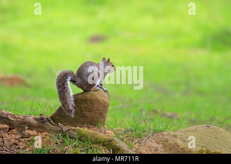 Östlichen Grauen Eichhörnchen oder graue Eichhörnchen Sciurus carolinensis, saß auf einem Stein, Taube Stein in der Nähe von Oldham, Greater Manchester, England, UK. Stockfoto