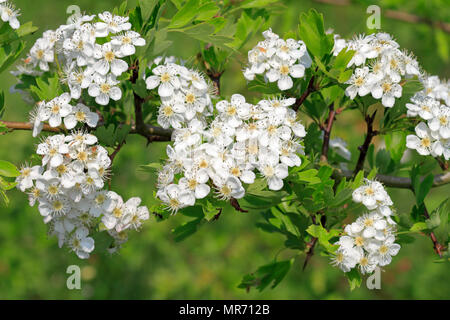 Gemeinsame Weißdorn, Rosa Moschata Blumen im dearne Tal in der Nähe von Barnsley, South Yorkshire, England, UK. Stockfoto