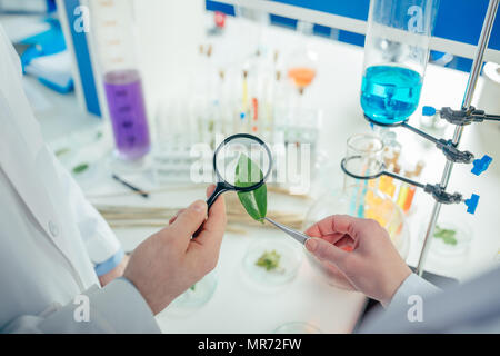 7/8-Ansicht von Biologen arbeiten mit Blatt und Petrischalen in Labor Stockfoto
