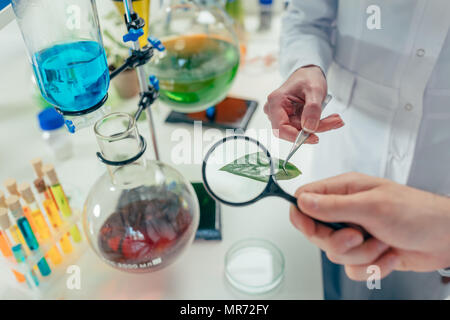 7/8-Ansicht von Biologen arbeiten mit Lupe und Blatt im Labor mit Kolben Stockfoto