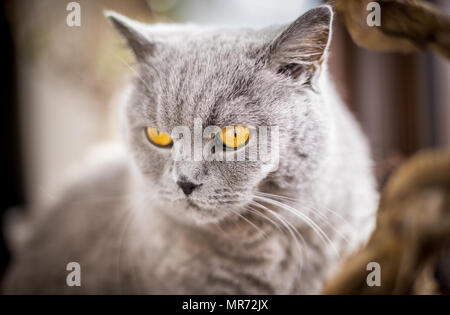 Portrait von Britisch Kurzhaar Katze mit blauen und grauen Pelz. Geringe Tiefenschärfe. Stockfoto