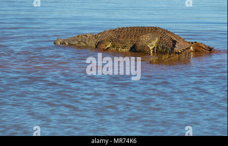 African Crocodile basking am Rand einer Lagune. Stockfoto