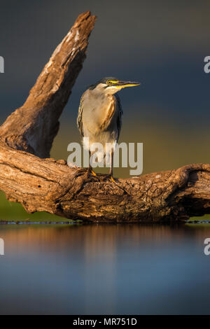 Green-backed Heron auf einem toten Zweig in einer Lagune thront. Stockfoto