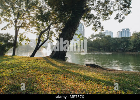 Iguana kriechen auf grünen Gras im Park in Bangkok, Thailand Stockfoto