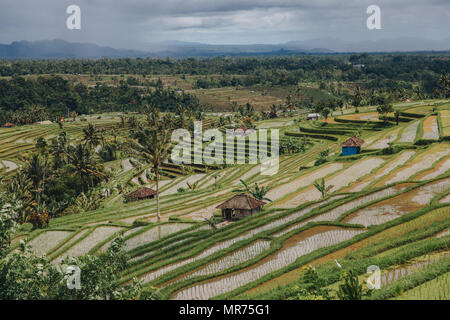 Schöne Aussicht von Jatiluwih Reisterrassen auf Bali Stockfoto