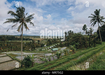 Malerischer Blick auf organische Jatiluwih Reisterrassen auf Bali Stockfoto