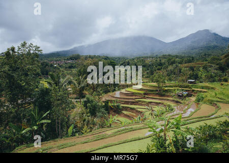 Wunderschöne Aussicht von Jatiluwih Reisterrassen auf Bali Stockfoto