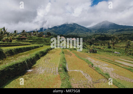 Malerischer Blick auf Jatiluwih Reisterrassen auf Bali Stockfoto