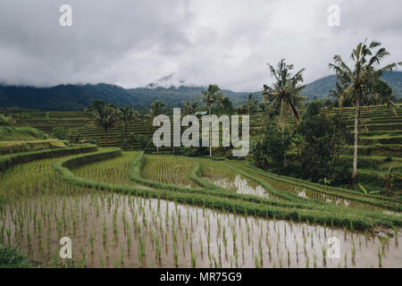 Landschaftlich schöne Aussicht auf grüne Jatiluwih Reisterrassen auf Bali Stockfoto