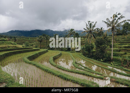 Schöne Aussicht von Jatiluwih Reisterrassen auf Bali Stockfoto