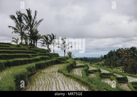 Wunderschöne Aussicht auf grüne Jatiluwih Reisterrassen auf Bali Stockfoto