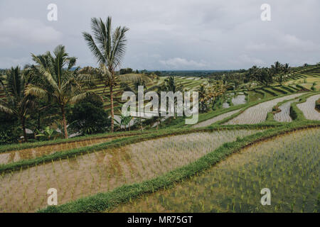 Landschaftlich schöne Aussicht auf Jatiluwih Reisterrassen auf Bali Stockfoto