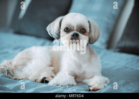 Shih Tzu Hund auf Bett liegend in modernem Interieur Stockfoto
