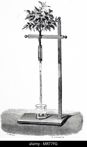 Gravur, Stephen Hales' experiment Verkehr in Pflanzen zu demonstrieren. Hales platziert die Stammzellen des Weinstocks in ein langes Rohr und beobachtet, dass Flüssigkeit um 44 Fuß. Stephen Hales (1677-1761), einem englischen Kleriker, Botaniker, Chemiker und Physiologe. Vom 19. Jahrhundert Stockfoto