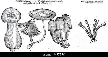 Gravur zeigt eine Auswahl von giftigen Pilzen. Vom 17. Jahrhundert Stockfoto