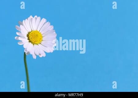 Floral background, schöne Daisy Flower mit hellen blauen Hintergrund, Bokeh mit Kopie Raum für persönliche Text und Gestaltung Stockfoto