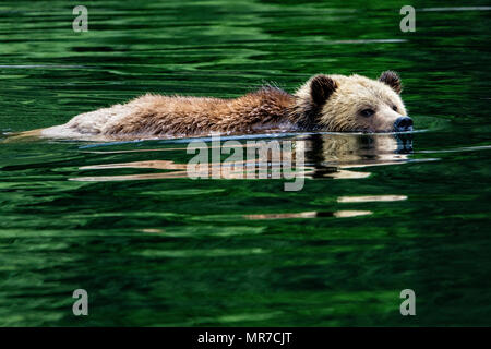 Grizzly Bär schwimmen, Knight Inlet, erste Nationen Gebiet, British Columbia, Kanada. Stockfoto