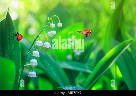 Zwei Marienkäfer kriechenden und fliegenden auf Waldlichtung mit weißen duftenden Blüten Maiglöckchen Stockfoto