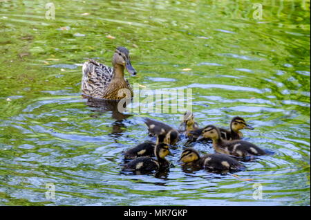 Eine Mutter Stockente mit ihren Entenküken, Schwimmen im See, South Park, Sofia, Bulgarien Stockfoto