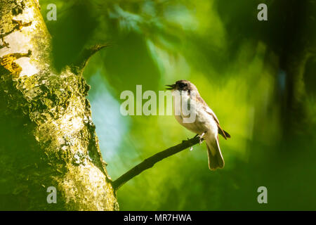 Nahaufnahme eines Europäischen pied schopftyrann Vogel (Ficedula 'So Sweet) hocken auf einem Zweig, das Singen in einem grünen Wald im Frühling Brutzeit. Stockfoto