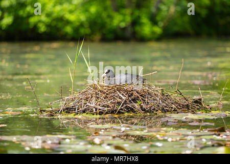 Nahaufnahme von einem eurasischen Blässhuhn (Fulica atra) sitzt auf einem Nest mit Eiern im Frühling Saison.