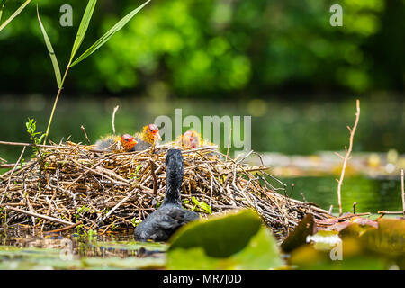 Nahaufnahme von einem Nest mit eurasischen Blässhuhn, Fulica atra, Küken auf einen bunten und sonnigen Tag im Frühling von einem Elternteil gefüttert zu werden. Geringe Sicht Stockfoto