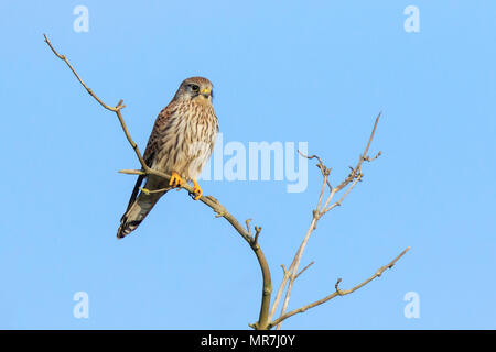 Closeup Portrait einer weiblichen Turmfalken (Falco Tinnunculus) ruht auf einem Ast in einer Baumkrone Stockfoto