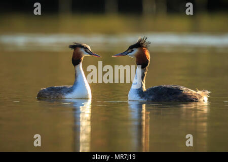 Zwei Haubentaucher, Podiceps cristatus, Paarung im Frühling Saison Stockfoto