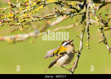 Nahaufnahme von einem kleinen gemeinsamen Firecrest (Regulus ignicapilla) Vogel Futter durch Zweige von Bäumen und Bush im Frühjahr an einem sonnigen Tag Stockfoto