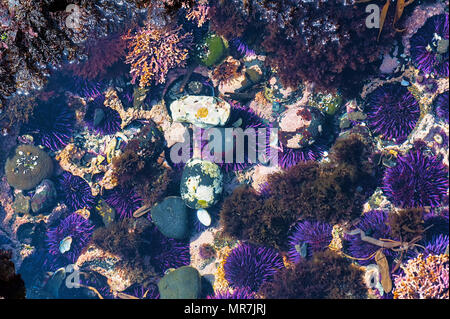 Nahaufnahme des gezeitentümpel am Yaquina Head Cobble Strand. Purple Seeigel, Kalkalgen, rockweed, und Felsen liegen in flachen Gewässern. Stockfoto