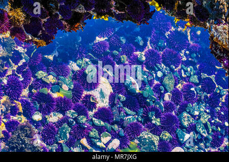 Nahaufnahme der Tide pool Yaquina Head Cobble Strand. Purple Seeigel, Kalkalgen, rockweed, und Felsen liegen in flachen Gewässern. Stockfoto