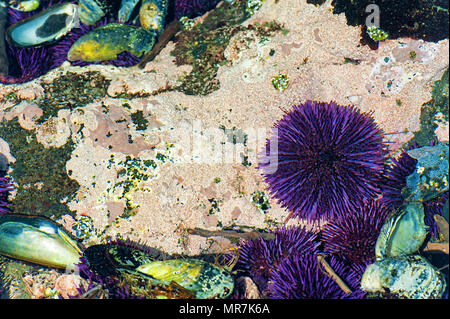 Nahaufnahme des gezeitentümpel am Yaquina Head Cobble Strand. Purple Seeigel, driftwook, und Felsen liegen in flachen Gewässern. Stockfoto